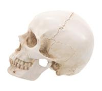 Gatuida Human Teaching Detachable 1:1 Realistic Scale Model Skull Resin Exhibitions, Versatile Anatomical for Students and Professionals