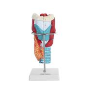 Gatuida Human Throat Anatomy Model 2X Enlarged Laryngeal Anatomy Teaching Model with Stand and Education