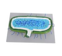 Gatuida Interactive Human Animal Cell Model Kit with Detailed Organelles Buildable Enlarged Prokaryote for Science Classroom Demonstrations and Biology Teaching Aid