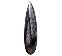 Gatuida Large Orthoceras Specimen Natural Paleontology Decoration Science Teaching Ornament for Desktop Study Laboratory Supply Safe Quality Material