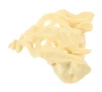 Gatuida Life Size Human Sacrum Anatomical Model for Education and Practice Featuring Smooth Surface and Sturdy Pvc Material Suitable for Nurses and Students