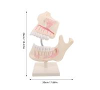 Gatuida Mouth Anatomy Model: Fake Teeth Model Education Materials - Detailed Fake Plastic Tooth Typodont For Studying And Learning