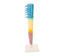 Gatuida Realistic Corn Root Model Educational Plant Anatomy Tool Longitudinal Root Section for Biology Labs Science Experiments Teaching Aid