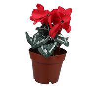 Gatuida Realistic Emulation Potted Plant with Smooth Surface for Home Office Desktop Flower Decor Easy to Clean and Maintain Natural Color Transition Forever Blooming Artificial Flower