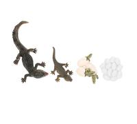 Gatuida Realistic Growth Cycle Figure Educational Life Cycle Model for Preschool Learning and Storytelling Detailed Texture and Craftsmanship