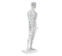 Gatuida Traditional Chinese Medicine Meridian Model Acupuncture Model for Hospital Acupuncture Accessories Pressure Point and Pressure Point Massage Tool White