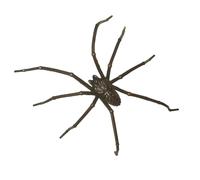 GAUEIOUR The Giant Spider Earrings, April Fool's Day, Halloween, Christmas Earrings, to Create A Horror and Unique Shape, Personality Real, 1 Pack