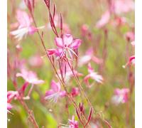 Gaura 'Siskiyou Pink' Pollinator Perennial (9cm)