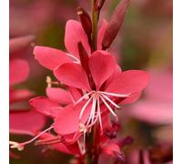 Gaura 'Whiskers Deep Rose'. 2L Plant. Compact perennial. Long flowering, deep pink gaura. Available from Bedwen Plants