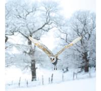 GBCC Christmas Cards - Box of 16 Premium Christmas Greeting Cards with Envelopes - Festive Barn Owl in Snow - Flitter Finish