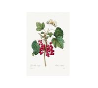 GBYangPJia art.prints Red Currant from Choix des plus belles fleurs (1827) by Pierre-Joseph Redouté. camille jacob pissarro canva 40X60cm Unframed