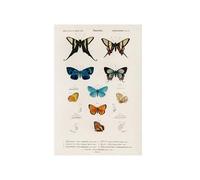 GBYangPJia art wall Collection of hand drawings of butterflies illustrated by Charles Dessalines D' Orbigny (1806-1876). vertical canvas wall art 20X30cm Unframed
