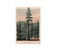 GBYangPJia canvas paintings wall art Wellingtonia or mammoth tree (Sequoiadendron giganteum (Lindley) Bucholz) towering above surrounding forest and person wall decor 30X40cm Unframed