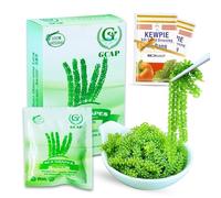 GCAP Salted sea grapes - PREMIUM - Dehydrated seaweed, Umibudo, Green Caviar, Lato seaweed - a great superfood for your health - Boosting Immune System (120 grams of 6 packs)