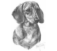 GDF Galleries Smooth Haired Dachshund drawing giclee print by Mike Sibley