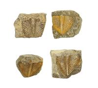 GDJCFDC 4 Pcs Trilobite Fossil Real Bugs Tail Fossil Vintage Specimen Decor for Collection and Science Education