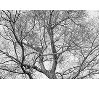 gdkldfg Black and White Large Tree Branches Nature Wallpaper,Non-Woven Poster,Wall Mural for Living Room Bedroom Feature Wall Decoration 200x140cm