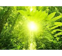 gdkldfg Wallpaper Poster 400x256cm Tropical Green Primeval Forest Sunlight Natural Landscape Wall Mural,Non-Woven Silk,Decorations Living Room Bedroom