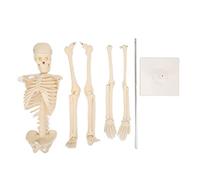 Gearwell Human Skeletal Model, Human Bone Model, Anatomy Teaching Skeleton, ABS Material with Detachable Function, for Medical Study and Research