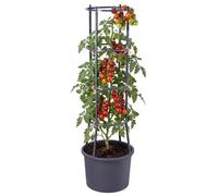 Geezy Tomato Planter Pot With 4-Tier Trellis For Climbing Vine Plants