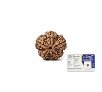 GEMSMANTRA 5 Mukhi Rudraksha | Original Nepali | Regular Size | Natural and Lab Certified | Helps to Improve Self Confidence, Spiritual Growth and Negative Energies for Mens & Women