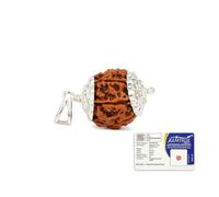 GEMSMANTRA 7 Mukhi Rudraksha Bead With Pendant | Original Nepali | Natural and Lab Certified | Represents Goddess Lakshmi, Enhances Wealth, Prosperity & Success For Men & Women