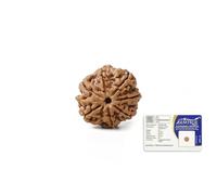 GEMSMANTRA 7 Mukhi Rudraksha Bead Without Pendant | Original Nepali | Natural and Lab Certified | Represents Goddess Lakshmi, Enhances Wealth, Prosperity & Success For Men & Women
