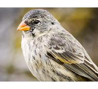 Gene Flow versus Natural Selection