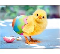 General Male/Female Easter Card - Funny Spring Chicken and Easter Egg - Eco-Friendly and Recyclable - by The Great British Card Company