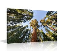 General Sherman Wall Art Painting on Canvas Largest Tree Bedroom Wall Art Modern Home Decor Sequoia National Park California House Decorations for Living Room Pictures Stretched Framed, 18x12in