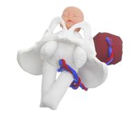 Generic 1 Set Realistic Female Pelvis Childbirth Model with Fetus Umbilical Cord Placenta Comprehensive Obstetric Teaching Aid for Birth Education and Prenatal Visualization