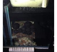 Generic 100pcs Black Bio Balls for Pond and Aquarium Filter - Promote Gas Exchange and Increase Dissolved Oxygen Levels for Successful Biological Filtration (50pcs)