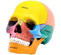 Generic 17-Piece Life-Size Model For Anatomy, Realistic Cranial And Dental Display For Medical Education, Pvc Construction With Laser Engraved Markings