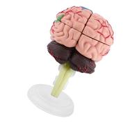 Generic 1pc Human Brain Model Assembly Kit Realistic Teaching Tool for Students,Simulation,Light Weight,Toy, Plastic