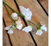 Generic 1x Short Individual White Artificial Sweet Pea Stem, Realistic Sweetpea Silk Flowers, Wild Faux White Meadow Flower, Spring Flower Stem, Faux Sweet Pea Flower Stem