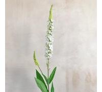 Generic 1x Tall Artificial White Veronica Stem, Realistic Veronica Amelia Faux Silk Wild Flower Stem, Artifical White Flower, White Meadow Flowers, Spring Flower Decoration