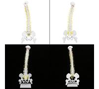 Generic 38cm Flexible Spine Model with Removable Limbs for Anatomy Study Teaching, Durable Metal Support Frame, Suitable for Students and Professionals