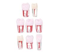 Generic 8pcs Root Canal Training Model for Students and Teachers, Resin Tooth Model with Precision Pulp Chamber and Realistic Roots, for Practice and Demonstration in Study