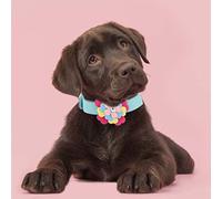 Generic Adorable Pet Collar with Colorful Petal for Eye-Catching Pets, Adjustable Dog Training Collar with D-Ring for Photography - Yellow 15.35" (XS)