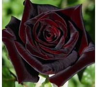 Generic Black Magic Rose, Deep Red, Fragrant, Repeating Blooms Until Late Autumn