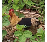 Generic Canvas Chicken Apron for Hen Saddle Protection, Hen Jackets Poultry Care Accessories for Happy, Cotton Fabric Light and Durable, for Mating Time, Canvas Material (Pink)