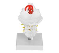 Generic "Cervical Spine Model for Science Lab Teaching Education Patients Chiropractors Orthopedic Surgery PVC Base"