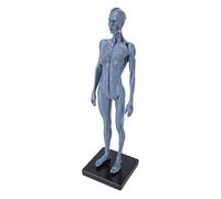 Generic CG Painting Female Human Body Model Resin Muscle Anatomical Figure 27cm Stable Base Teaching Tool
