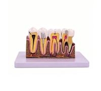 Generic Detailed Cross-Section Tooth Model | Enlarged Tooth Cross-Section Model, for Classrooms, Study study periods