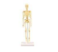 Generic DIY Educational Human Skeleton Model for Science Enthusiasts, Interest in Anatomy for Kids, Plastic Human Anatomy Model Kit for Children 10+, 35CM Skeleton (Colorful)