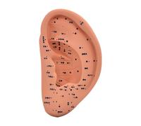 Generic Ear Model Ear Model Auricular Acupoint Model Reflexology Acupoint Learning Display PVC Material Suitable for Student Practice Huma, 22cm