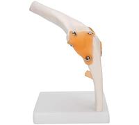 Generic Elbow Joint Model Life Size Accurate Skeleton for Teaching and Patient Education Resin 19 X 12 X 12cm
