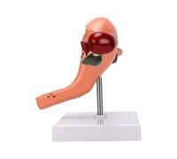 Generic Female Reproductive System Anatomical Model with Pathological Features for Classroom and Workshop Use in Durable PVC