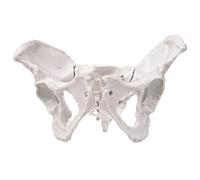 Generic Flexible Female Pelvis Model with Movable Joints, Life-Size PVC Anatomical Model for Education, Sturdy and Easy to Maintain