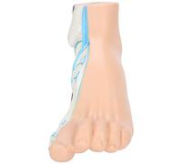 Generic Foot Model, Human Foot Skeletal Model Adults Lifesize Teaching Research Human Muscle Display Explain Accessories (Bow Foot)
